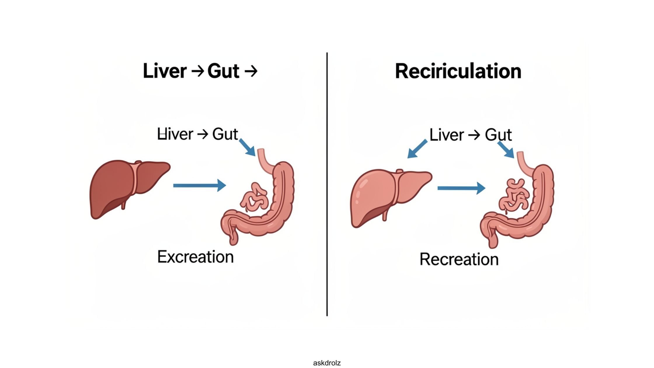 Diagram of the estrobolome and estrogen metabolism.